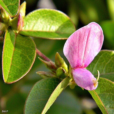 Galactia regularis unspecified picture