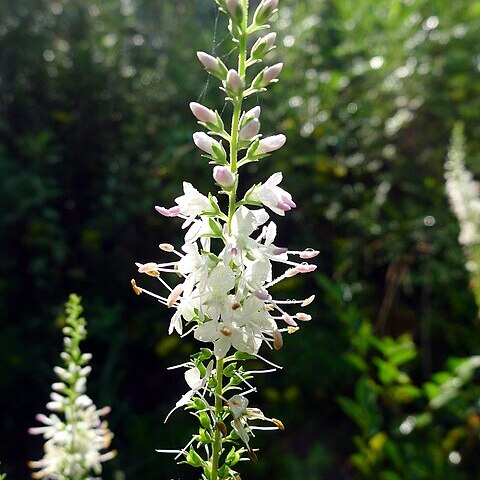 Veronica linariifolia unspecified picture