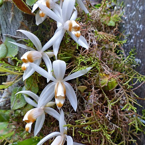 Coelogyne swaniana unspecified picture