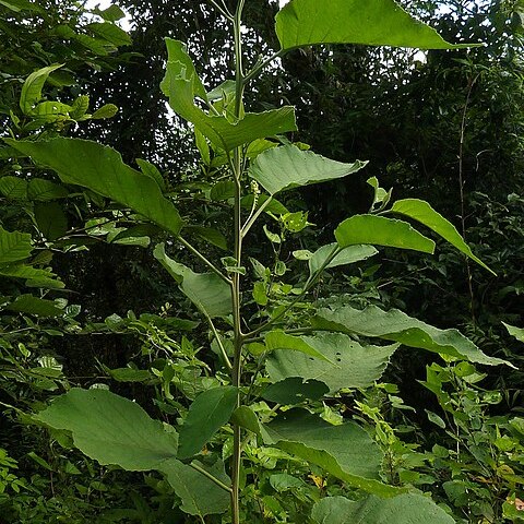 Varronia glandulosa unspecified picture