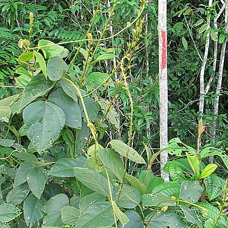 Calopogonium velutinum unspecified picture