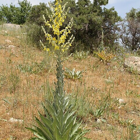 Verbascum songaricum unspecified picture