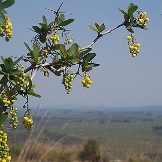 Berberis laurina unspecified picture