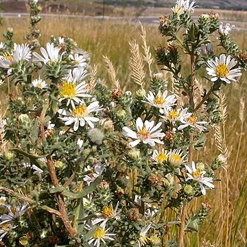 Symphyotrichum falcatum unspecified picture