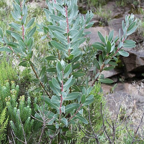 Protea subvestita unspecified picture