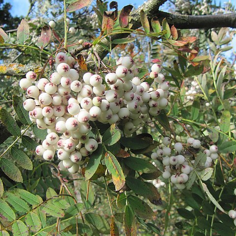 Sorbus forrestii unspecified picture