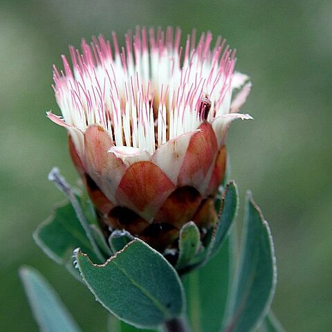 Protea subvestita unspecified picture