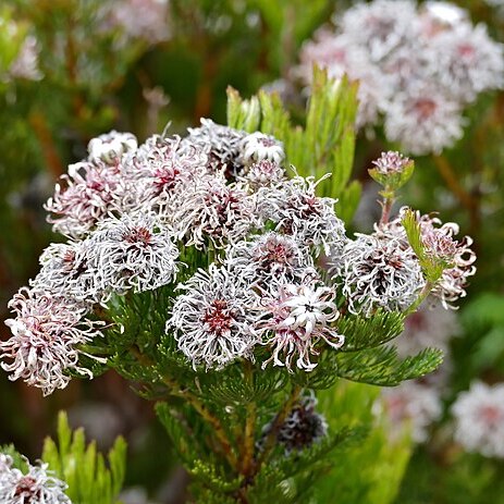 Serruria fucifolia unspecified picture