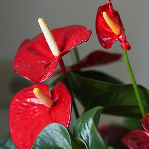 Anthurium unspecified picture