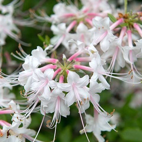 Rhododendron alabamense unspecified picture