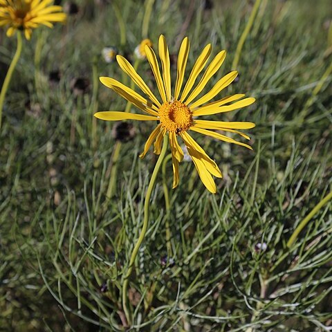 Euryops speciosissimus unspecified picture