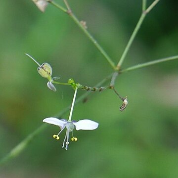 Rhopalephora unspecified picture