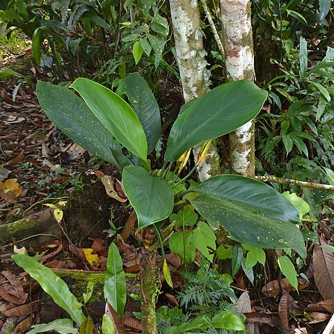 Aglaonema nitidum unspecified picture