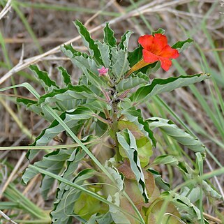 Pterodiscus elliottii unspecified picture