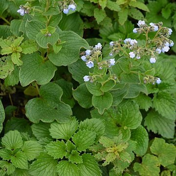 Adelocaryum malabaricum unspecified picture