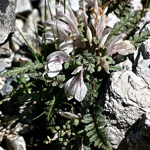 Pedicularis waldheimii unspecified picture