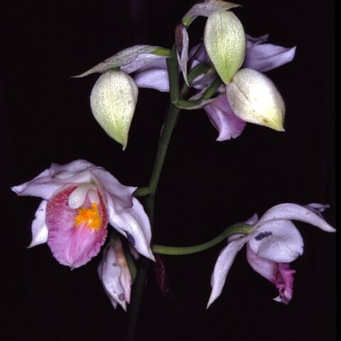 Gastrorchis pulchra unspecified picture