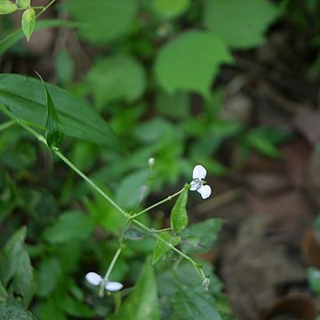 Rhopalephora scaberrima unspecified picture