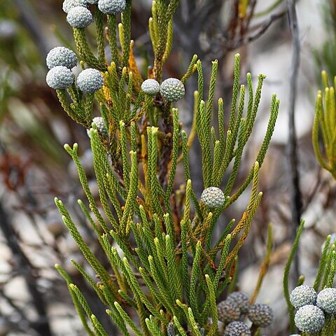 Brunia noduliflora unspecified picture