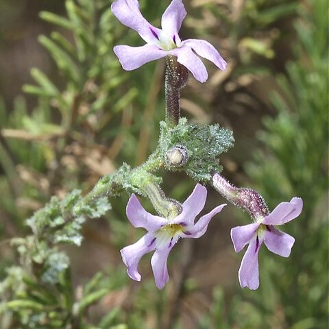 Jamesbrittenia pristisepala unspecified picture