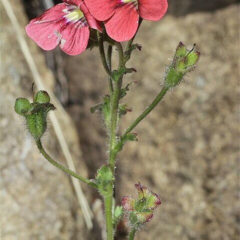 Jamesbrittenia breviflora unspecified picture