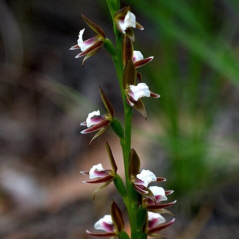 Prasophyllum brevilabre unspecified picture