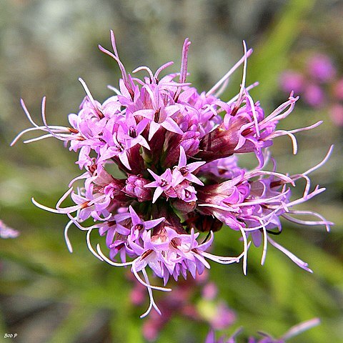 Liatris tenuifolia unspecified picture