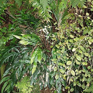 Blechnum patersonii subsp. queenslandicum unspecified picture