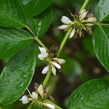 Dendrolobium unspecified picture