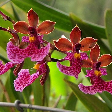 Caucaea sanguinolenta unspecified picture