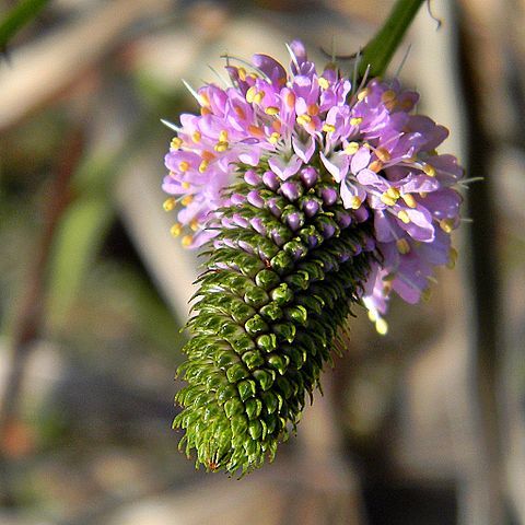 Dalea carnea unspecified picture