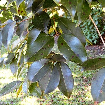 Syzygium gerrardii unspecified picture