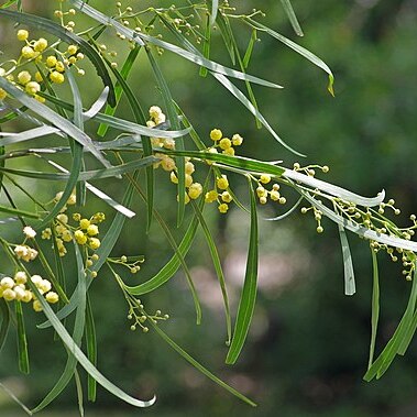 Acacia provincialis unspecified picture