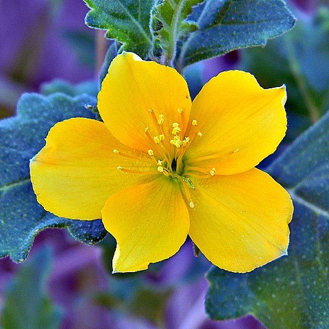 Mentzelia floridana unspecified picture