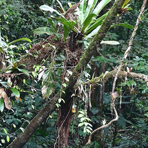 Philodendron insigne unspecified picture