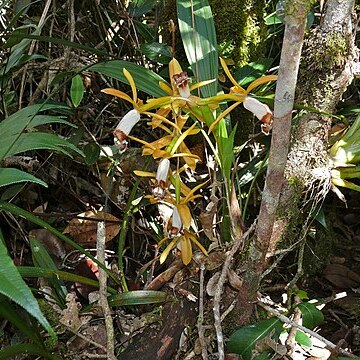 Coelogyne radioferens unspecified picture