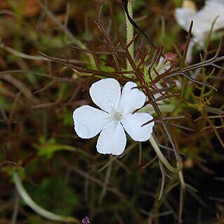 Rhamphicarpa australiensis unspecified picture