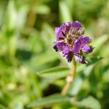 Flemingia nilgheriensis unspecified picture