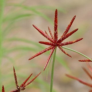 Cyperus rupestris unspecified picture