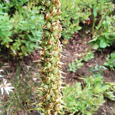 Pedicularis bracteosa unspecified picture