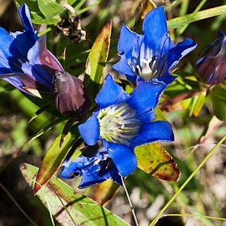 Gentiana puberulenta unspecified picture