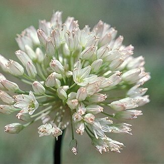 Allium howellii unspecified picture