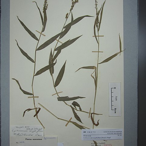 Cyrtococcum oxyphyllum unspecified picture