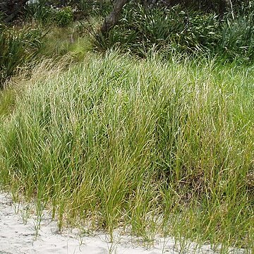 Bolboschoenus fluviatilis unspecified picture