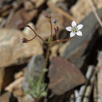 Gilia clokeyi unspecified picture