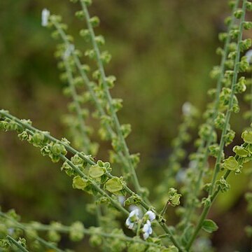 Adelocaryum lambertianum unspecified picture