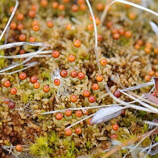 Sphagnum olafii unspecified picture