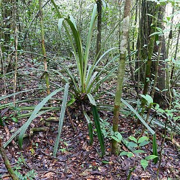 Disteganthus gracieae unspecified picture