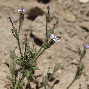 Gilia modocensis unspecified picture