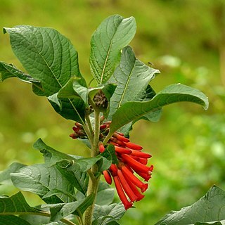 Iochroma gesnerioides unspecified picture